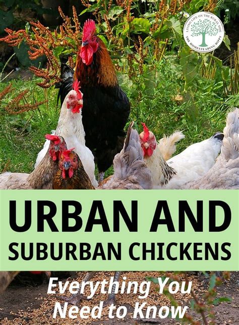 urban and suburban chickens everything you need to know homestead chickens urban chickens