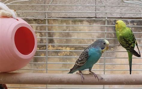 Top 20 How To Know When A Budgie Is Pregnant 3141 Votes This Answer