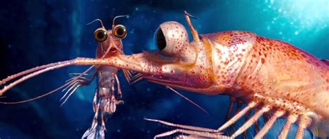 Picture Of Bill The Krill
