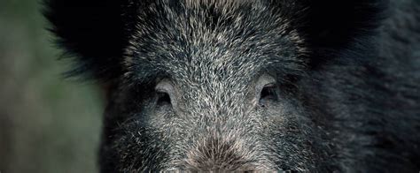 Check spelling or type a new query. Wildschwein Steckbrief