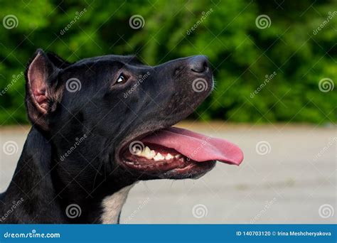 Ritratto Alto Vicino Di Un Pitbull Terrier Americano In Bianco E Nero