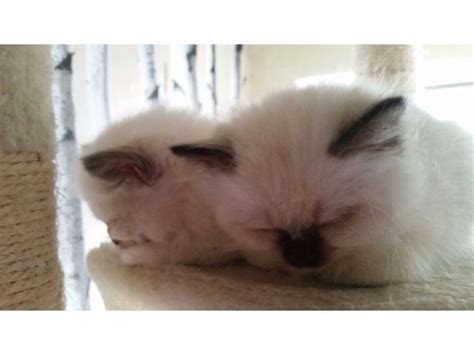 Two Beautiful Home Raised Birman Kittens For Adoption