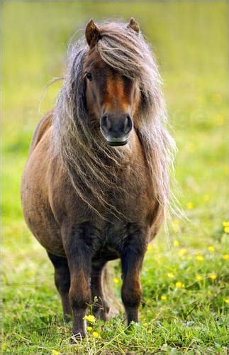 escaped shetland pony crashes  race  england horse racing news paulick report