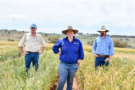 Local Land Services Put Dual Purpose Crops To The Test The Land Nsw