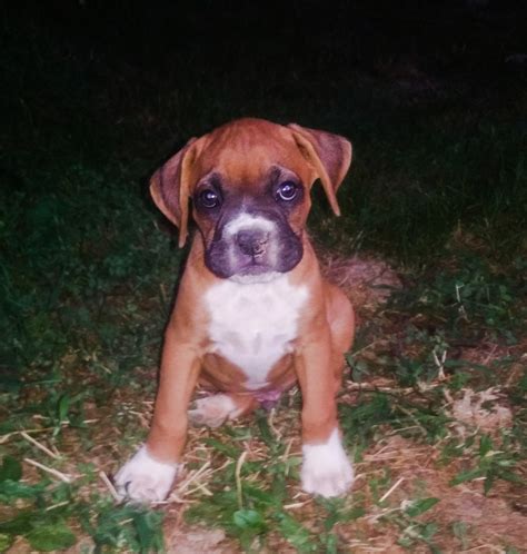 47 Akc Boxer Puppies For Sale In Tn Pic Bleumoonproductions