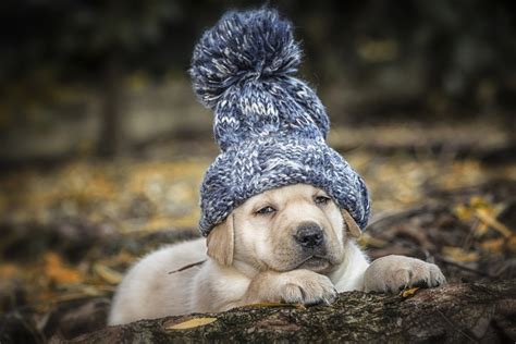 Labrador Puppy Wearing A Beanie