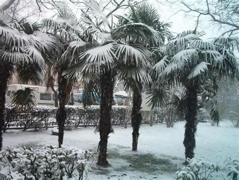 10 Best Images About Real Palm Trees Snow Palm Trees