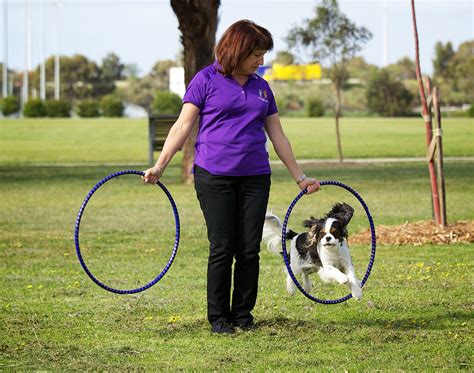 Dances With Dogs And Canine Freestyle Sporting Dogs House Training