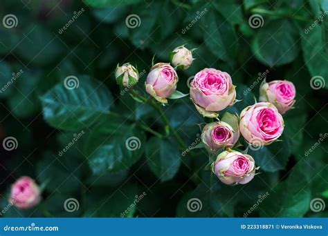 Close Up Bouquet Of Pink Blooming Rose Bush Called Mimi Eden A Pink