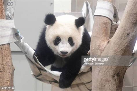 Giant Panda Cub Xiang Xiang To Mark First Birthday Photos And Premium