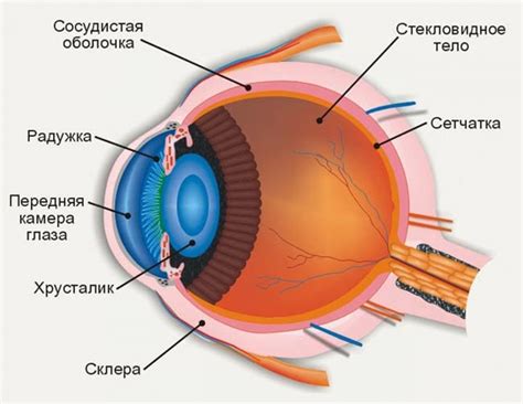 Что такое Оптическая система глаза