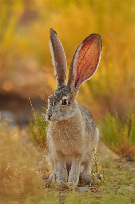 Arizona Nature — Wildlifeanimalsworld Wild Rabbit By