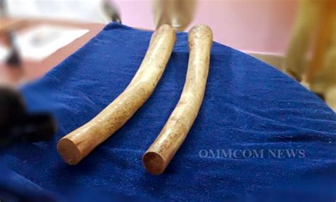 25 Kg Ivory Seized From Smuggler In Deogarh Odisha