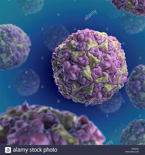 • diwaker d, mishra kp, ganju l. Structure Human Rhinovirus (PDB 4RHV). Rhinoviruses are ...