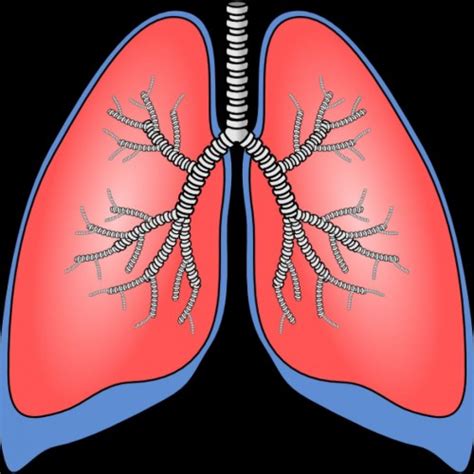 Human Lung Clipart 20 Free Cliparts Download Images On Clipground 2024