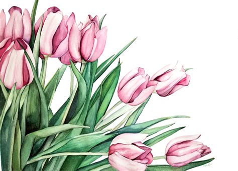Watercolour Tulips Painting Original Watercolor Painting Art