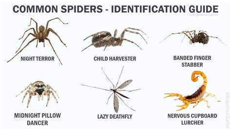 Common Spiders An Identification Guide Casualuk