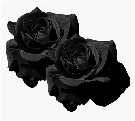 Black Rose Flower Hd Pictures Best Flower Site