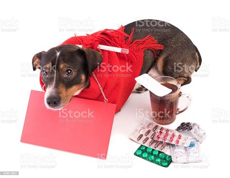 Sick Dog With Medicine On A White Background Stock Photo Download