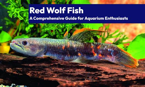 Red Wolf Fish A Comprehensive Guide For Aquarium Enthusiasts Learn