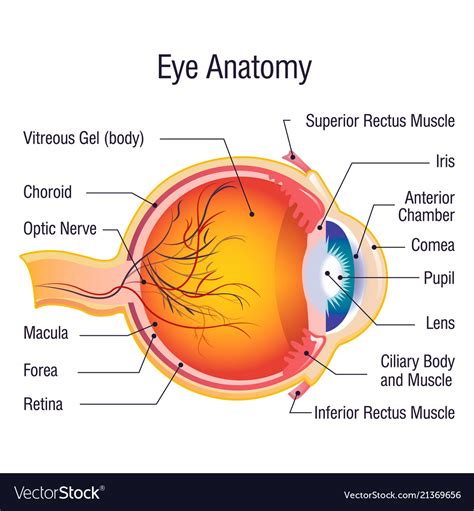 Eye Anatomy Info Concept Background Cartoon Style Vector Image