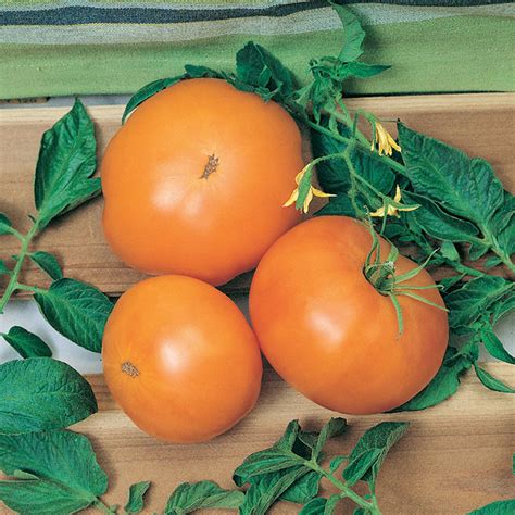 Dr Wyches Yellow Tomato Heirloom Tomato Seeds Totally Tomatoes