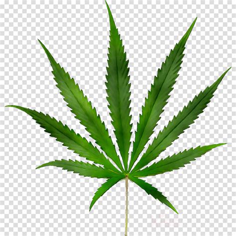 Weed Png Transparent Png Image Collection
