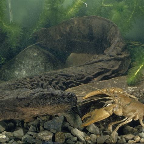 U S Giant Salamanders Slipping Away Inside The Fight To Save The