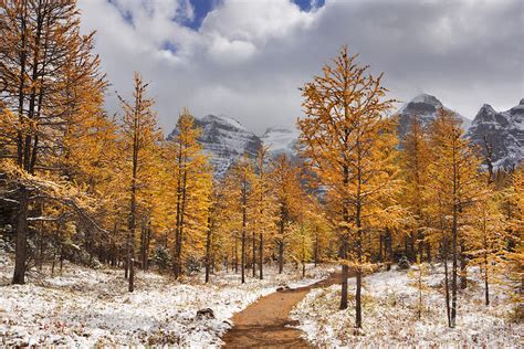 Larch Trees In Fall After First Snow Banff Np Canada Photograph By
