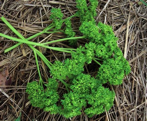 Moss Curled Parsley, 2 g : Southern Exposure Seed Exchange, Saving the Past for the Future