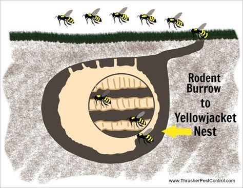 Pests That Collaborate Yellowjackets And Rodents Thrasher Termite And Pest Control