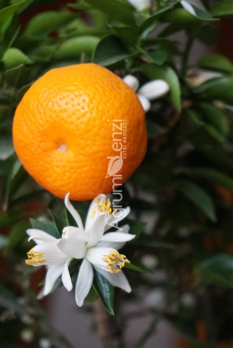 Chinotto Sour Orange (Citrus myrtifolia) - Agrumi Lenzi