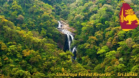 Malaysia forest information and data. Sinharaja Forest Reserve in Sri Lanka - YouTube