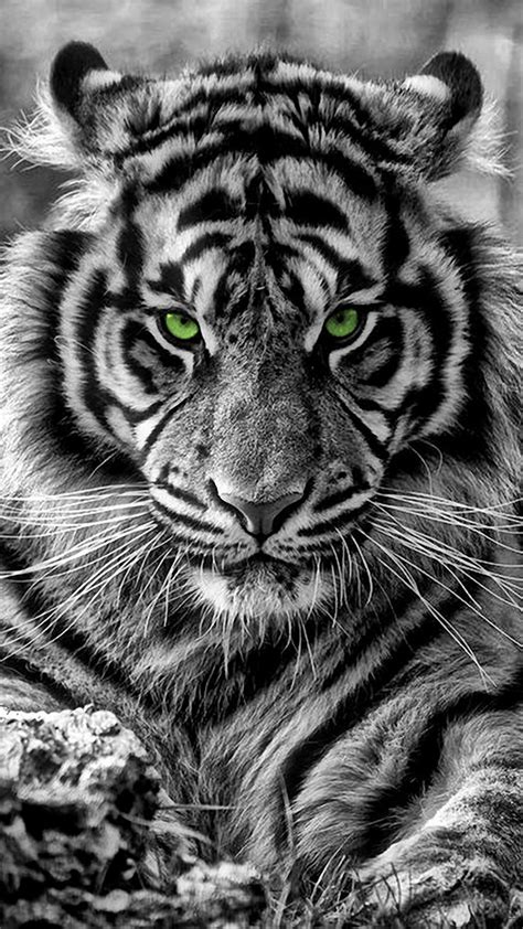 Iphone 7 Black And White Tiger Wallpaper Rehare