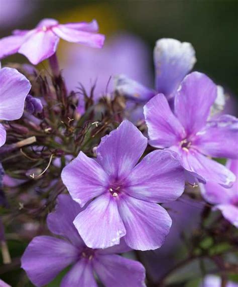Wide flowers respond to differing light conditions and open violet blue at dawn, develop a purple hue during the. Phlox paniculata 'Blue Paradise', Hohe Garten-Flammenblume ...