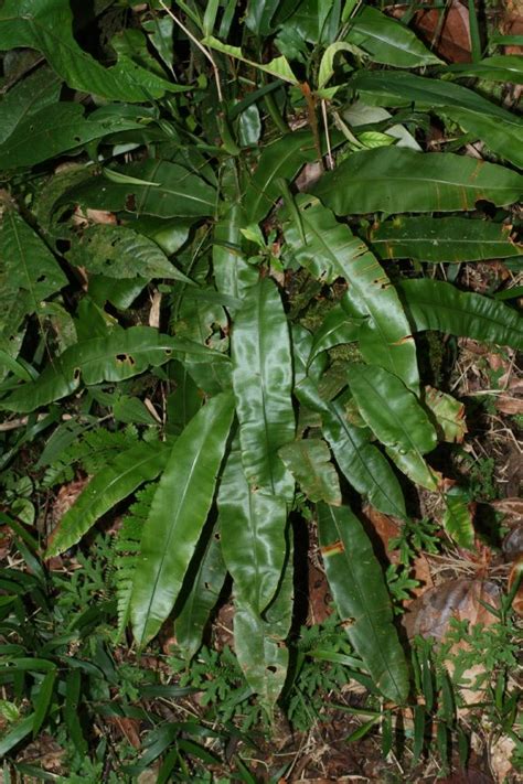 Oleandra Articulata Oleandraceae