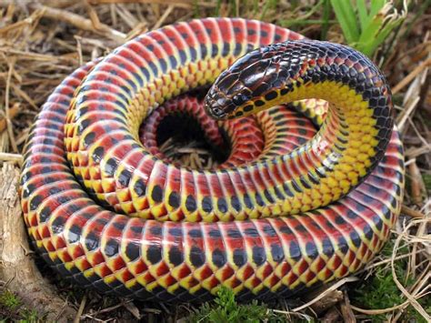 Discover The Largest Rainbow Snake Ever Found A Z Animals
