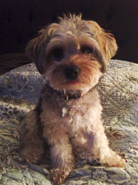 Zoey Aka Zoezoe Bird Yorkie Poo Yorkie Poo Yorkie Poo Haircut