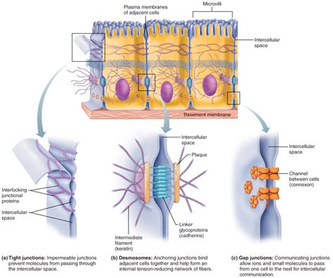 Cell Junction — Biology Notes