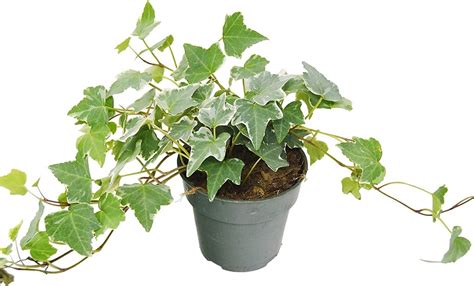 English Ivy Plant Best Indoor Plants That Help You Sleep Popsugar Home Photo 17