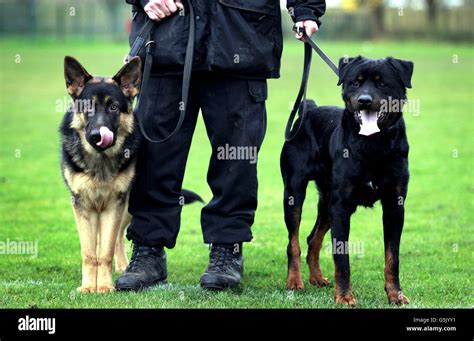 German Shepherd Police Dog Archie Left And Buster A Rottweiler