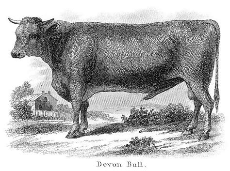 devon bull engraving 1873 our beautiful wall art and photo ts include framed prints photo