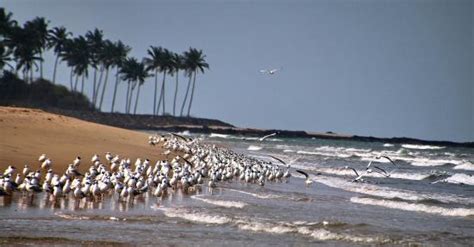 Devbagh Beach Devbag Water Sports In Devbagh Sea Eagles In Devbagh