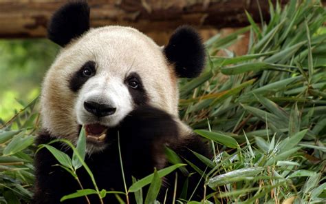 Panda red panda snow walk. 49+ Giant Panda Wallpaper on WallpaperSafari