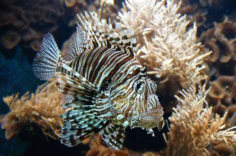 Free Images Underwater Fauna Lionfish Coral Reef Close Up