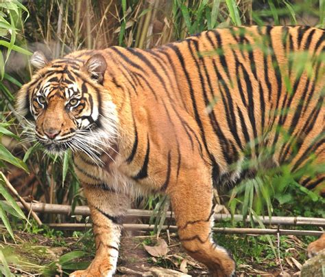 Animals Plants Rainforest The Bengal Tiger Facts White And Informations