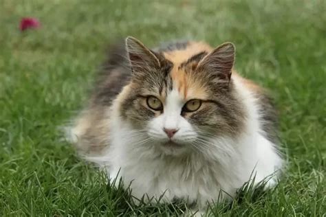 6 Different Types Of Calico Cats With Pictures Artofit