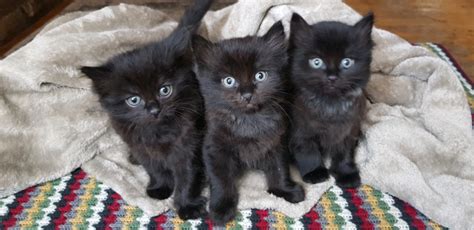 2 Black Ragdoll Kittens For Sale De Fleaed And Wormed Litter Trained