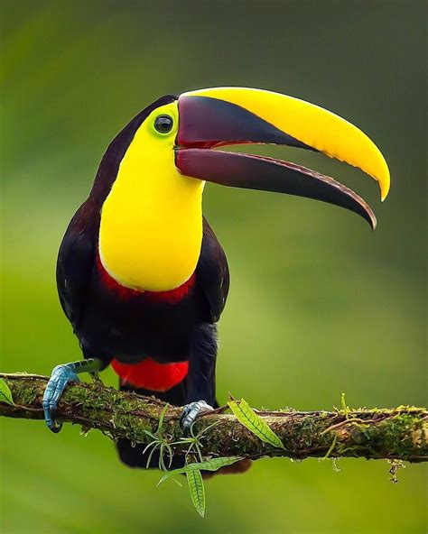 Photoscaption By Jeffreypkarnesbirds Yellow Throated Toucan Is A
