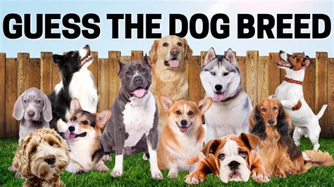 Guess The Dog Breed Dog Breed Guessing Game Youtube